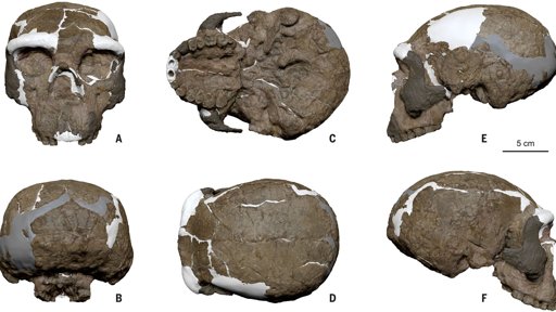 Reanálise de crânio com um milhão de anos pode reescrever a evolução humana