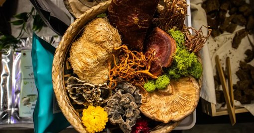 La Feria del Hongo regresa a Bogotá para explorar su potencial gastronómico y medicinal
