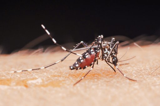 Alerta em Condeixa-a-Nova pela Deteção de Mosquito Transmissor de Dengue, Zika e Chikungunya