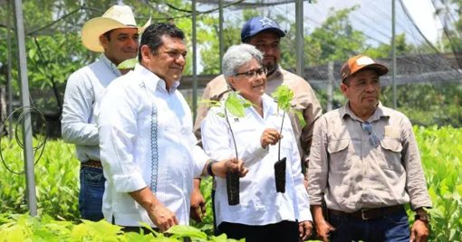 Tabasco se une por el medio ambiente con una jornada de reforestación histórica