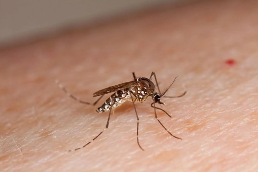 Detetado Mosquito Transmissor de Dengue no Distrito de Coimbra