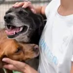 Jornadas de adopción de fin de semana buscan un hogar para animales rescatados en Cali
