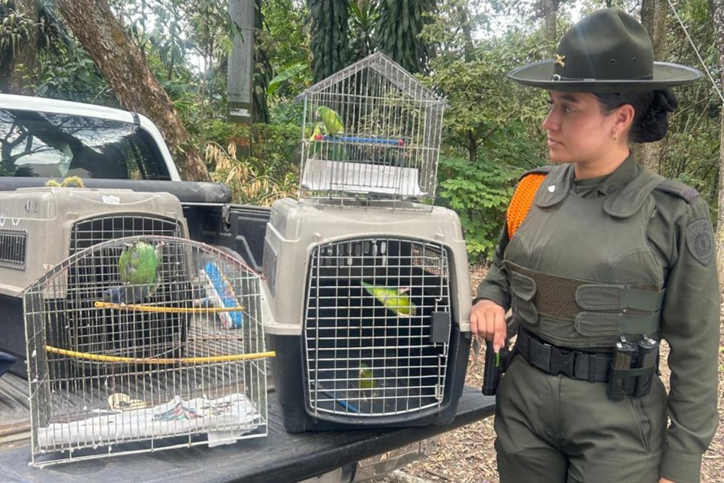 Operativos en Ibagué permiten la recuperación de 22 animales silvestres