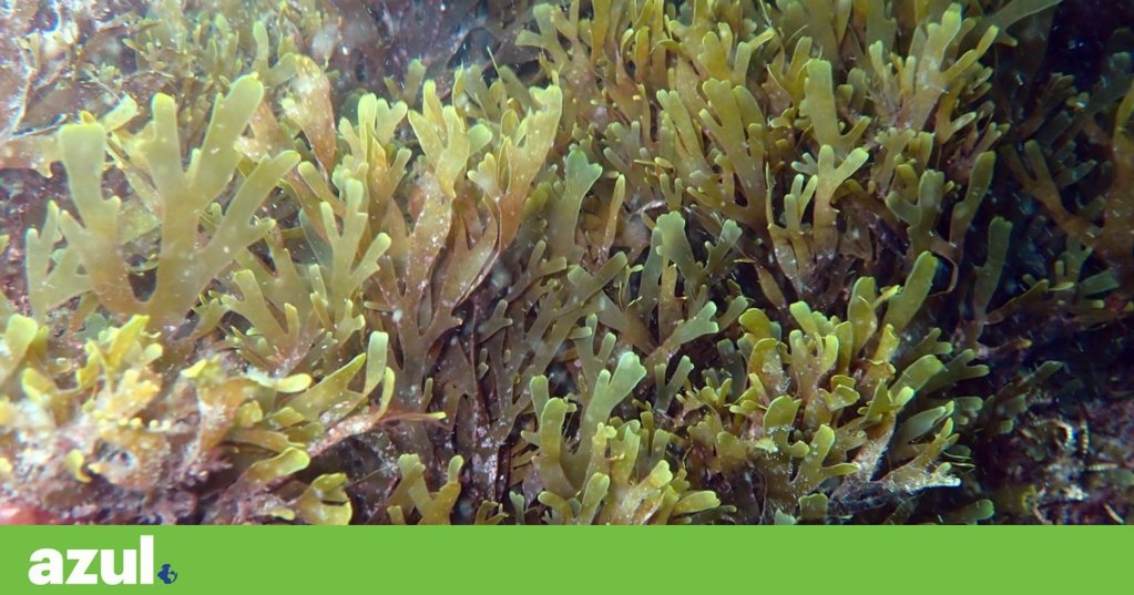 Alga Invasora Asiática Ameaça Costa Portuguesa e Leva a Estratégia Nacional