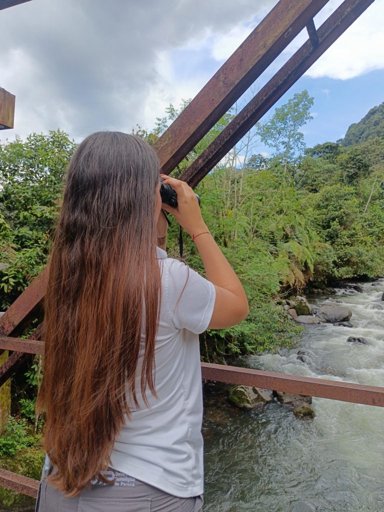 Pereira se Consolida como Epicentro del Ecoturismo con Festivales de Aves y Danta de Montaña