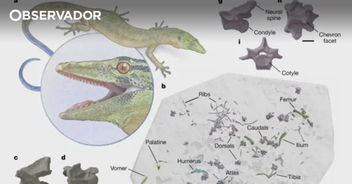 Fóssil de réptil jurássico com características de cobra e lagarto descoberto na Escócia
