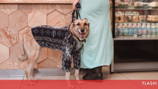 Moda para Cães Ganha Destaque com Coleções de Marcas Portuguesas