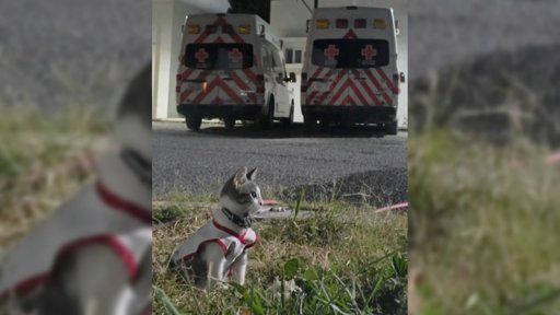 Urgencio, el gato rescatado que se convirtió en un símbolo de la Cruz Roja en Ciudad Victoria